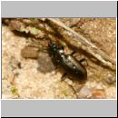 Loricera pilicornis - Laufkaefer 01a 8mm.jpg